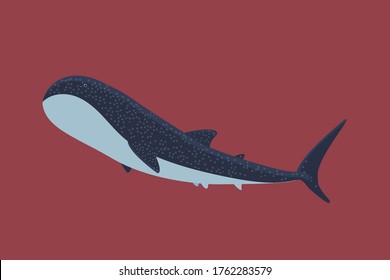 Whale shark, the biggest fish in the ocean. On solid red background