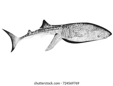 whale shark black and white dots