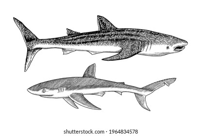 Whale shark and Blue shark. Marine predator animal. Sea life. Hand drawn vintage engraved sketch. Ocean fish. Vector illustration for web, logo or t-shirt.