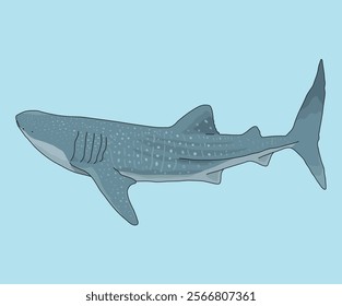 Whale Shark Fish Whale Sharks Fishes