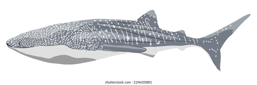 Whale shark. Giant fish of the World Ocean. Realistic vector fish