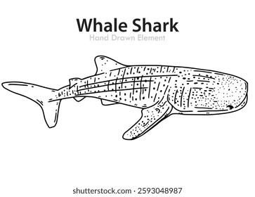 Whale Shark hand drawn black line sketch, vector shape, editable, coloring page, animal, ocean, Wild, simple design