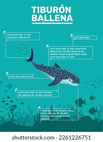 Whale shark infographic. Marine life illustration