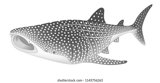 6,633 Whale shark on white background Images, Stock Photos & Vectors ...