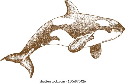 whale shark pointillism vector hand drawing