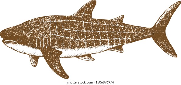 whale shark pointillism vector hand drawing