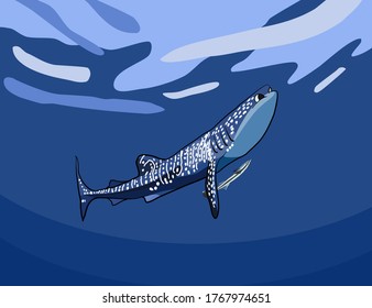 whale shark with remora fish vector