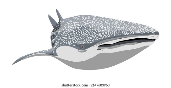 The whale shark swims forward. Giant fish of the World Ocean. Realistic vector fish