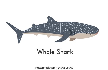 Whale shark vector illustration. Cute whale shark cartoon clipart, animal in flat style. Sea animals, underwater creatures, ocean animals, marine life concept. Whale shark vector design isolated