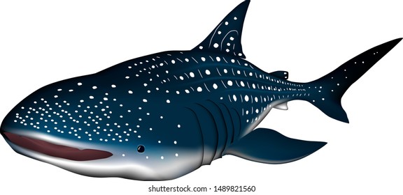 Whale shark vector illustration. EPS format.