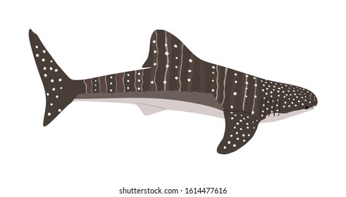 Whale shark vector illustration isolated on white background. Biggest fish. High detailed shark illustration. 