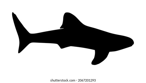 Whale shark vector silhouette illustration isolated on white background. Biggest fish. High detailed shark illustration. 