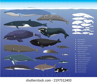 Whale Sizes Comparisons Cartoon Vector Illustration Set