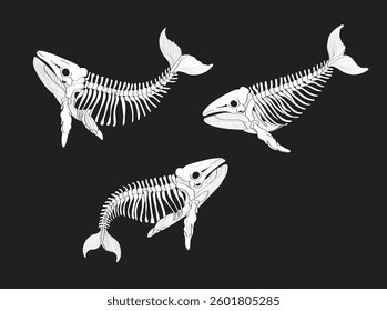 whale, skeleton, isolate  illustration. Vector illustration.