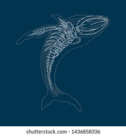 Whale with skeleton. Whale line illustration. 