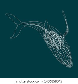 Whale with skeleton. Whale line illustration. 