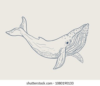 Whale Sketch Illustration