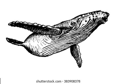 whale sketch - vector