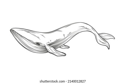 Whale sketch. Vector illustration isolated on white background