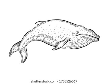 Whale sketch, vintage vector illustration. Sea animal hand drawn line art. Blue whale engraved drawing set. Ocean life black engraving design for realistic retro tattoo. Word oceans day poster