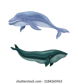 Whale species animals set. Giant marine underwater mammals vector illustration