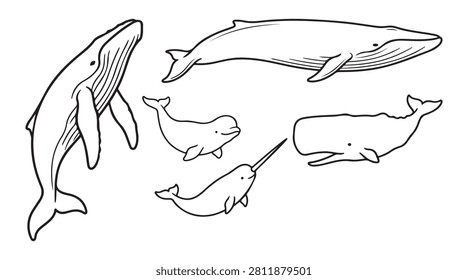 whale species drawing bundle set