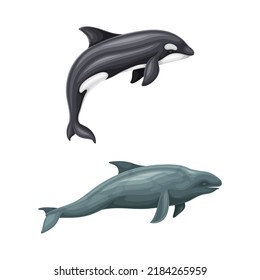Whale species mammal animals, marine underwater fauna vector illustration