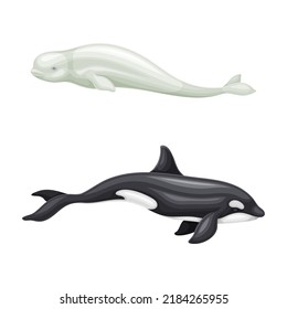 Whale species mammal animals set. Beluga and orca marine underwater creatures vector illustration
