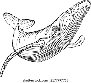 Whale sperm whale colouring book