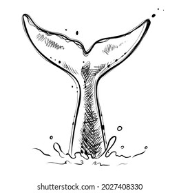 Whale tail, hand drawn sketch, vector