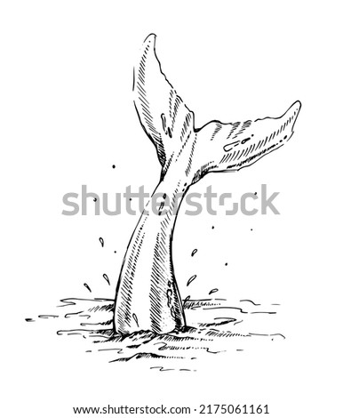 Whale tail hand drawn vector illustration. Fish tail ink drawing.