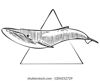 Whale With Triangle Vector Sketch Illustration