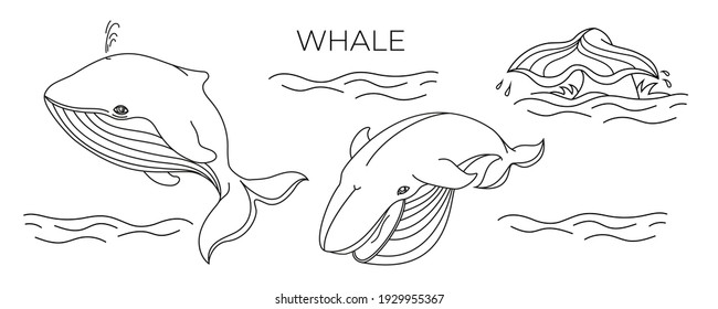 The whale is in two positions and the tail is out of the water. Vector, isolated, contour style. It can be used as a coloring picture.