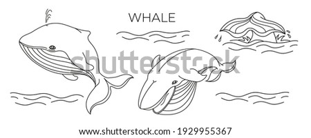 The whale is in two positions and the tail is out of the water. Vector, isolated, contour style. It can be used as a coloring picture.