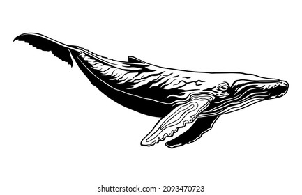 Whale vector clipart. white abstract sperm whale illustration. Graphic design for printing and cutting files. Silhouette cut out design for t-shirt cups and stuff. whale logo, tattoo. Underwater wor