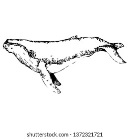 Whale vector hand drawn illustration. Isolated on a transparent background