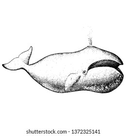 Whale vector hand drawn illustration. Isolated on a transparent background