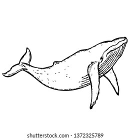 Whale vector hand drawn illustration. Isolated on a transparent background