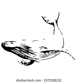Whale vector hand drawn illustration. Isolated on a transparent background