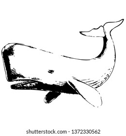 Whale vector hand drawn illustration. Isolated on a transparent background