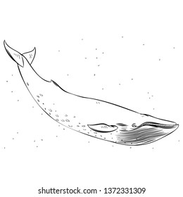 Whale vector hand drawn illustration. Isolated on a transparent background