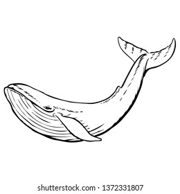 Whale vector hand drawn illustration. Isolated on a transparent background
