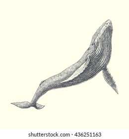 whale. vector hand drawn illustration 