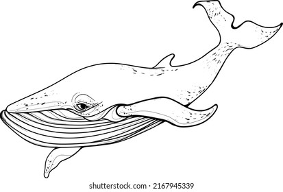 Whale vector illustration for any use. Vector whale perfect for white background.