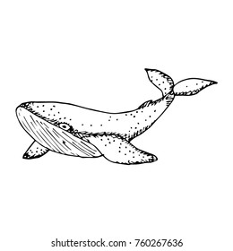 Whale vector illustration. Doodle style. Design, print, logo, decor, textile, paper