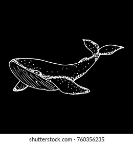 Whale vector illustration. Doodle style. Design, print, logo, decor, textile, paper