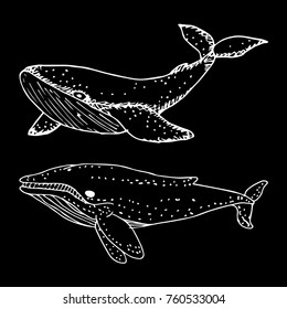Whale vector illustration. Doodle style. Design, print, logo, decor, textile, paper