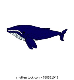 Whale vector illustration. Doodle style. Design, print, logo, decor, textile, paper