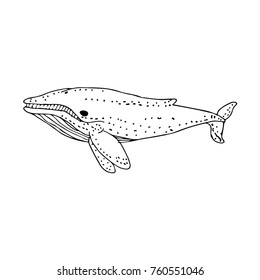Whale vector illustration. Doodle style. Design, print, logo, decor, textile, paper