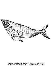 Whale Vector Illustration Dot Work Black
